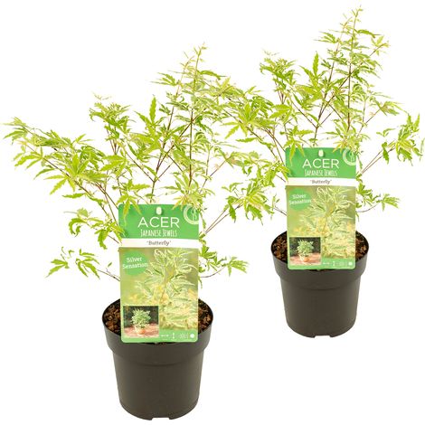 Bloomique - Lot de 2 - Acer palmatum 'Butterfly' - Érable du Japon - Feuillage panaché - Résistant au froid - 40-50 cm de Haut - Pot 15 cm (1/5)
