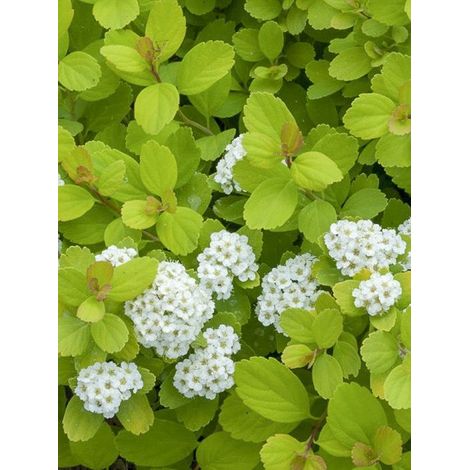 Spirée à feuilles de bouleau 'Tor Gold' Pot de 3L/4L (1/4)
