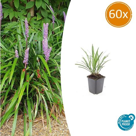 Lot de 60 Liriope muscari 'Ingwersen' Plante Couvre-sol Persistante Fleurs Violettes 10-25cm Ø9cm - PANGIVO (1/5)