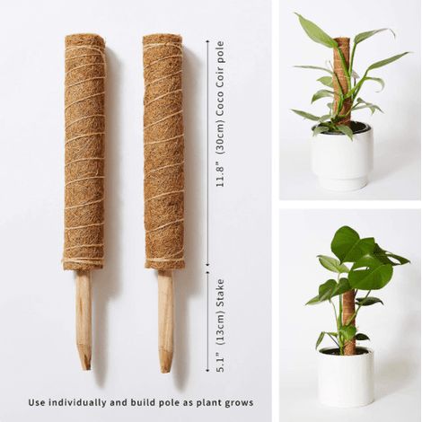 Tuteur en mousse « Jungle fleurie » - 2 tuteurs en fibre de coco extensibles jusqu'à 73 cm - Guidez la croissance verticale de vos plantes d'intérieur - Utilisez les tuteurs individuellement ou ensemb (1/5)