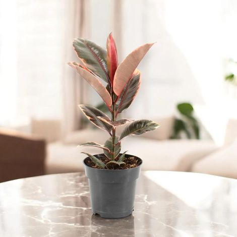 Gardenaria Ficus elastica 'Belize' - Pianta da interno ornamentale - Altezza: 120/150cm (vaso 22) (1/5)