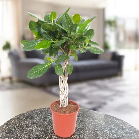 Gardenaria Ficus benghalensis - Pianta da interno ornamentale - Altezza: 130 cm (vaso 30)