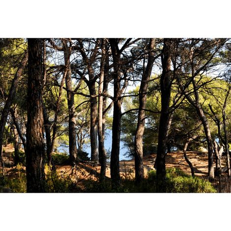 Tableau sur toile calanques forêt de pins 45x65 cm - Impression sur Toile Murale Décorative - Image imprimée en HD sur Toile - Toile sur Châssis en Bois FSC - Fabriqué en France (1/5)