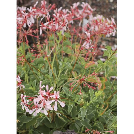 Pelargonium acetosum Godet de 8/9 cm (1/2)
