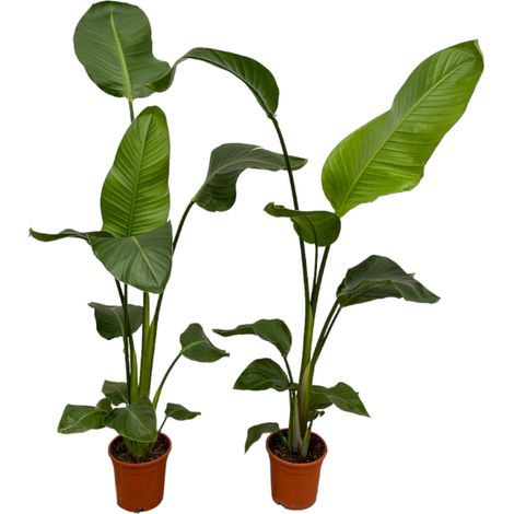 Lot de 2 Strelitzia Nicolai - Plante Verte d'Intérieur Exotique - Hauteur 100 cm - Pot Ø17 cm - PANGIVO