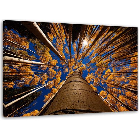 Tableau sur toile Arbres Forêt Paysage 60x40 (1/5)