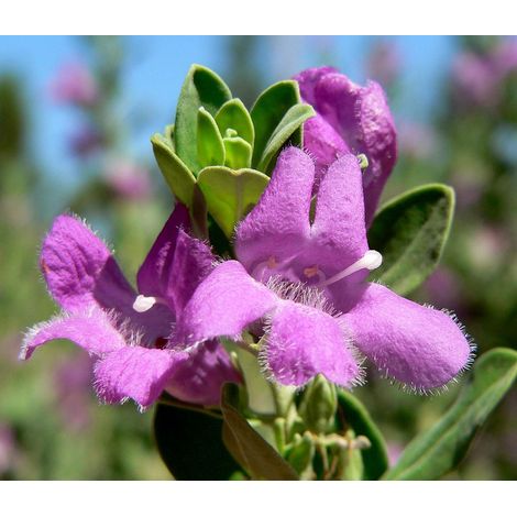 pianta di LEUCOPHYLLUM FRUTESCENS GREEN CLOUD CESP.17