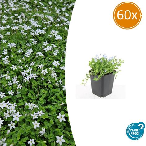 Lot de 60 Isotoma fluviatilis 'Alba' Plantes Couvre-sol Fleurs Blanches Pot Ø9cm 10-25 cm - PANGIVO (1/5)