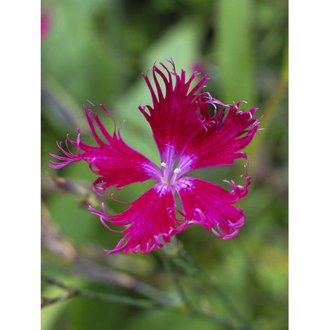 Œillet à plumet 'Crimsonia' le sachet de 850 graines (0,5g) (1/2)