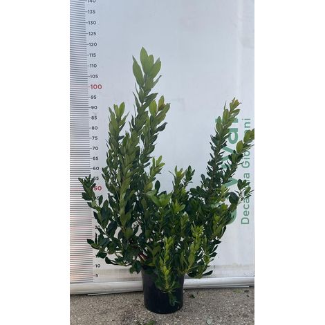 PIANTA DI CORBEZZOLO ARBUTUS UNEDO IN VASO24 cm (foto reale) ALTEZZA 80 CM