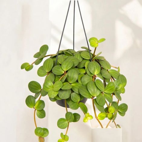 Gardenaria Peperomia tetraphylla 'Hope' - Pianta da interno ornamentale - Altezza: 20 cm (vaso 14) (1/5)