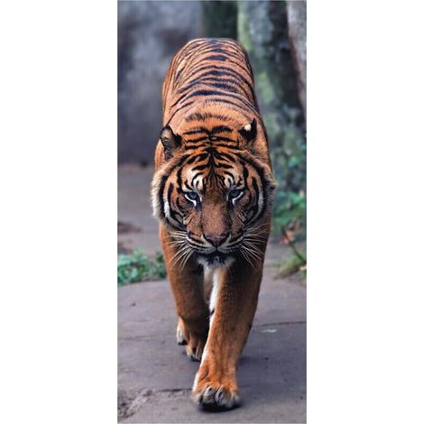 Tiger , intissé photo mural, 90 x 202 cm, 1 part (1/3)