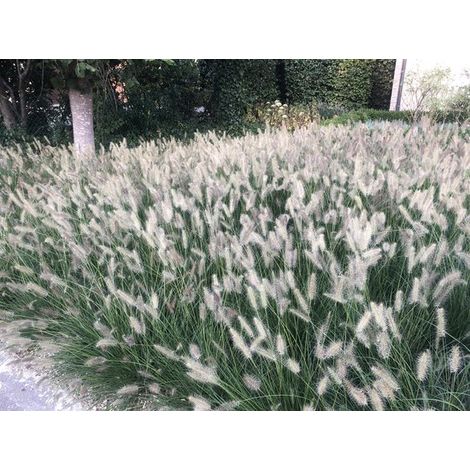 12x Pennisetum Hameln Lampenpoetsersgras en pot de 9x9cm (1/3)