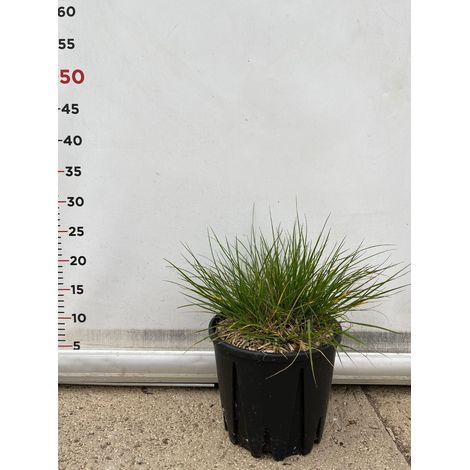 PENNISETUM 'LITTLE BUNNY' VASO 15 pianta graminacea erbacea perenne