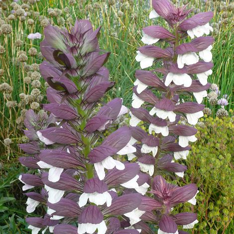 4 x Acanthe mollis  - Acanthus mollis 'Albiflorus'  - godet 9x9