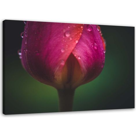 Tableau sur toile Fleur de tulipe rose 60x40 (1/5)