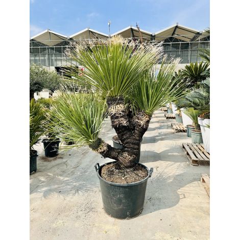 Dasylirion Serratifolium Pot 70 cm Plante Architecturale Persistante