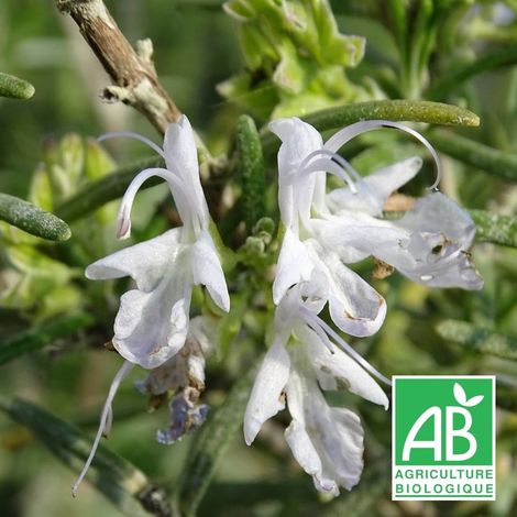 Romarin officinalis Barbecue BIO/Godet