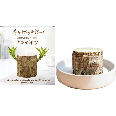 MOONSPRY ornament made of Brazilian wood, a beautiful indoor plant decoration for the home that creates a fresh and comfortable atmosphere. (1/5)