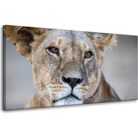 Leinwanddruck Tiere Löwin 80x40 cm
