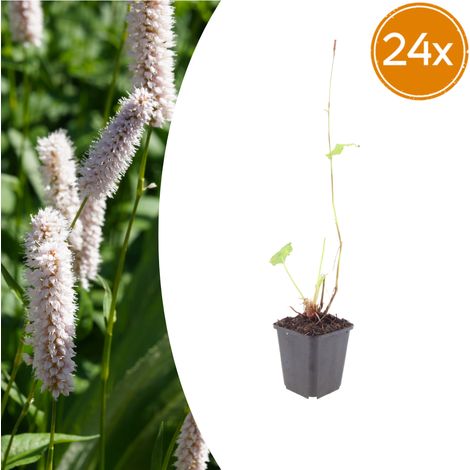 Lot de 24 Persicaria bistorta 'Superba' Renouée Bistorte Rose Foncé Pot Ø 9 cm Hauteur 10-25 cm - PANGIVO (1/5)