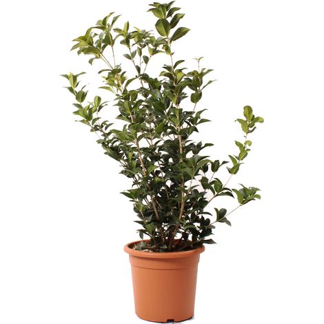 Pianta di Osmanto - Osmanthus Aquifolium - Piante Vere da Esterno - Pianta da Giardino Perenne - H 80-100 Vaso Ø 24 cm (1/2)