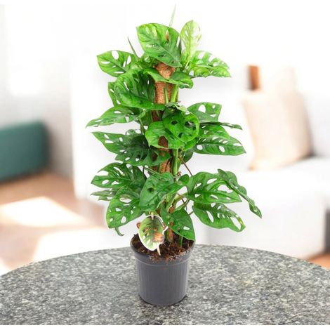 Gardenaria Monstera adansonii su tutore - Pianta da interno ornamentale - Altezza: 160 cm (vaso 27) (1/5)