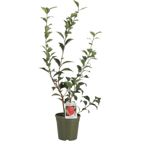 Camelia Japonica 'Black Magic' - Piante Vere da Esterno - Pianta Fiorita da Giardino da Balcone da Terrazzo - H 70-90 cm Vaso Ø 17 cm (1/4)