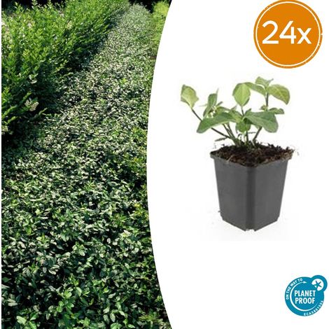 Euonymus fortunei 'Dart's Blanket' - Lot de 24 Plantes Couvre-sol Vert et Crème - 10-25 cm Ø9cm - PANGIVO (1/5)
