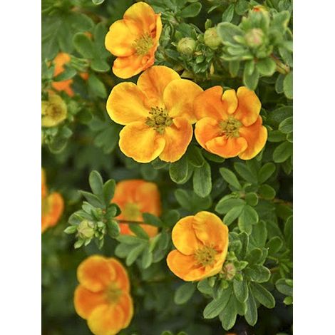 Potentille arbustive 'Mandarin Tango ' Pot de 2L/3L (1/4)