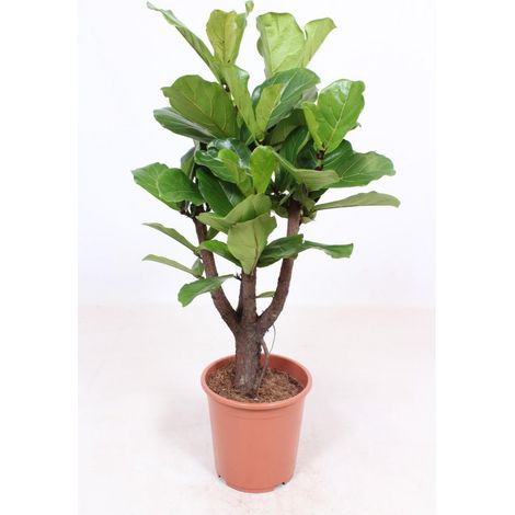 Ficus Lyrata Ramifié Plante d’Intérieur Feuillage Vert en Pot Ø 27 cm Hauteur 120 cm - PANGIVO