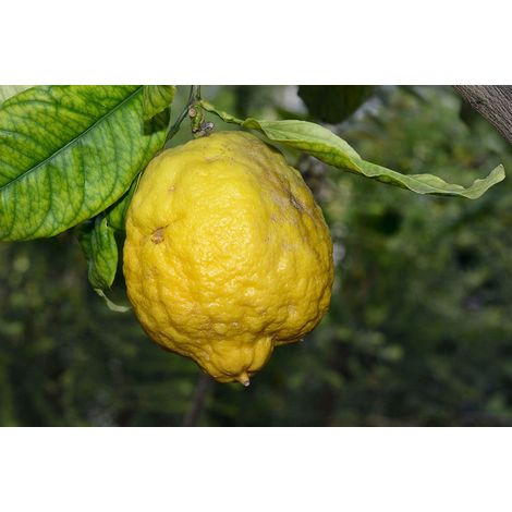 Gardenaria Cedro - Citrus medica - Pianta di agrume da frutto in vaso - Altezza: 70/80 cm (vaso 22) (1/5)