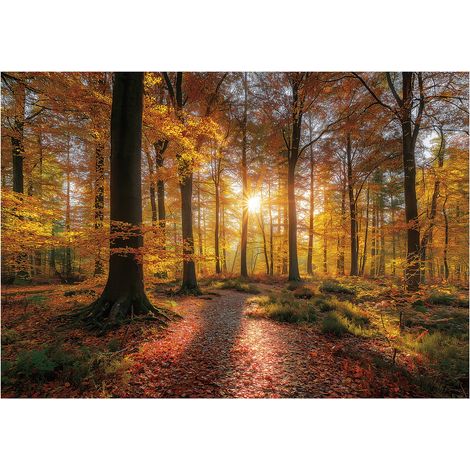 Fototapete Wald Natur Bäume – Moderne Großformat Wandtapete 150x105 cm – Für Wohnzimmer & Schlafzimmer