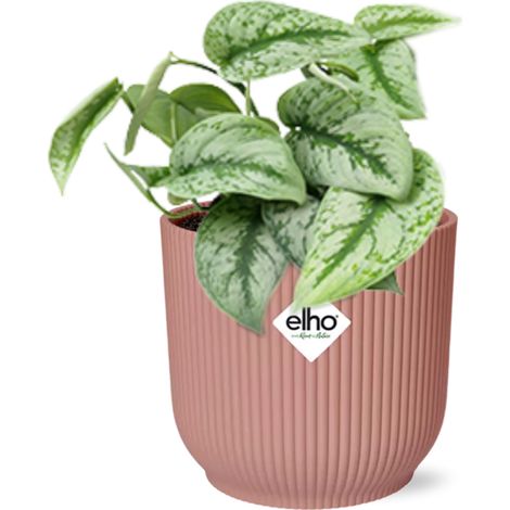 Scindapsus Pictus ‘Trebie’ - Plante d’Intérieur Décorative en Pot 14 cm Rose - PANGIVO (1/5)