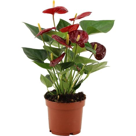 Anthurium Plante d’intérieur en manchon transparent Pot 12 cm Hauteur 36 cm décoratif - PANGIVO (1/5)