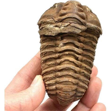 fossile de trilobite Flexicalymene marocain de 8 à 9 cm, Maroc (voir photo)