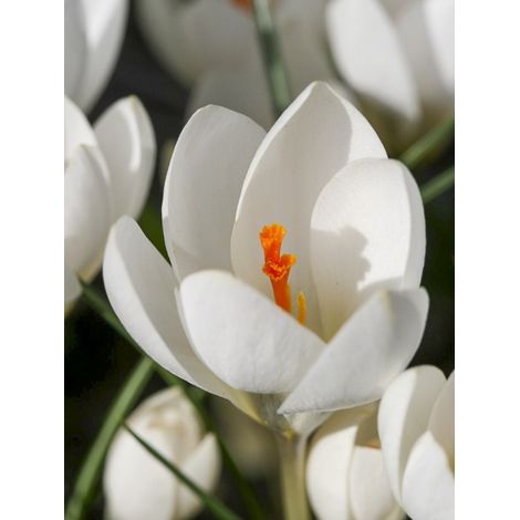 Crocus 'Miss Vain' Bulbe calibre 5+ (par 30) (1/2)