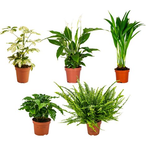 Bloomique - Lot de 5 - Mélange de plantes dépolluantes - Caféier, Fougère, Palmier d’Areca, Fatsia, Spathiphyllum - Hauteur 20-40 cm - Pot 12 cm