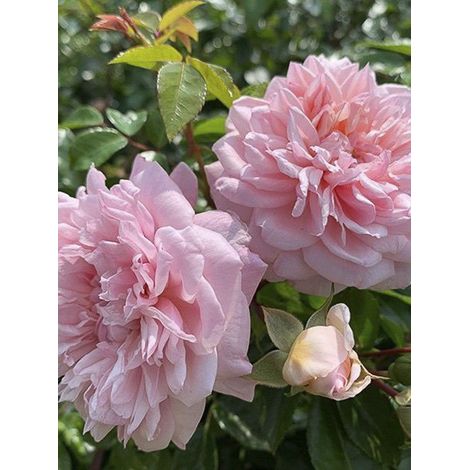 Rosier 'Paul Transon' Pot de 4L/5L (1/2)