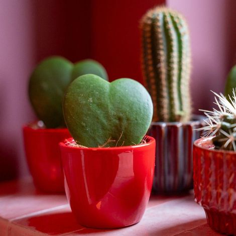 Lot de 3 Mini Plantes Hoya Kerrii en Forme de Cœur avec Pots Rose et Rouge Ø 6 cm - PANGIVO (1/3)