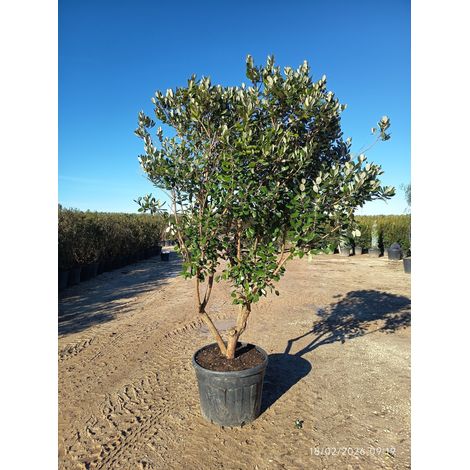ACCA SELLOWIANA (Feijoa) MULTITRONCO 70 1/4 FUSTO