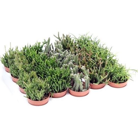 Pack de 20 Plantas Rhipsalis Mezclado