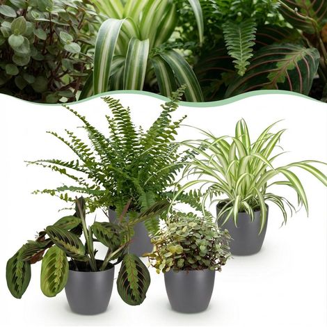 Lot de 4 Plantes d'Intérieur Vertes Non Toxiques Animaux avec Pots Gris 12cm Hauteur 25cm - PANGIVO (1/5)