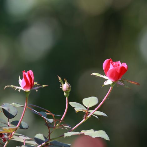 Gardenaria Rosa paesaggistica 'Pink Knock Out' Meilland - Rosa da giardino - Altezza: 25/30 cm (vaso19) (1/5)