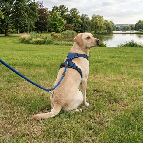 belviona Anti-Zug Hundegeschirr, gepolstertes Y-Geschirr für Hunde mit Kontrollgriff, reflektierend & verstellbar, Größe L, blau (1/5)