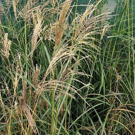 4 x Eulalie  - Miscanthus sinensis 'Flamingo'  - godet 9x9 cm