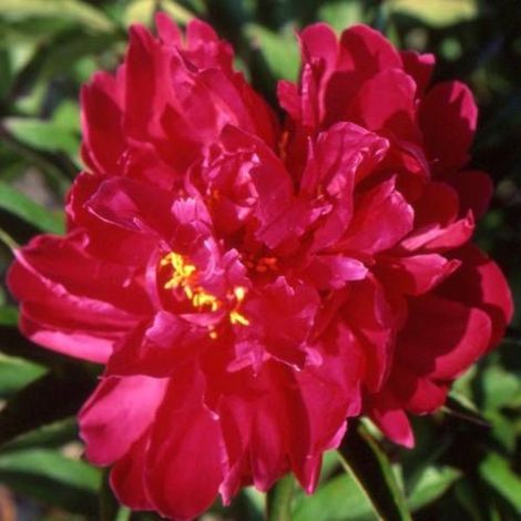 Pivoine herbacée Agida/Pot de 2L (1/5)