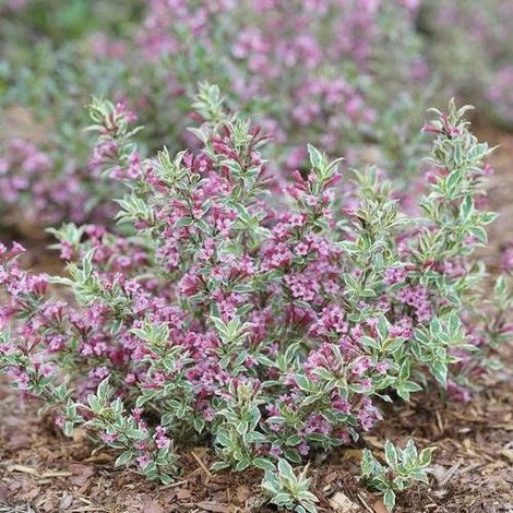 Weigela florida All Summer® Monet 'Verweig8'/Pot de 4L (1/4)