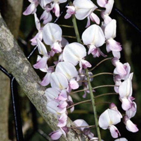 Glycine du Japon 'Rosea' 'Honbeni' (= - 50-60 cm pot