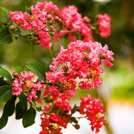 Lilas des Indes Margaux, Lagerstroemia/Pot de 3L - Touffe